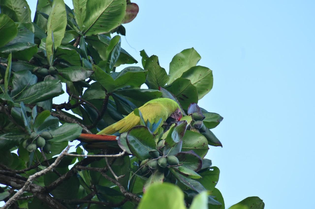 Casa Turtle Bogue Hotel Tortuguero Luaran gambar